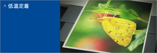 低温定着