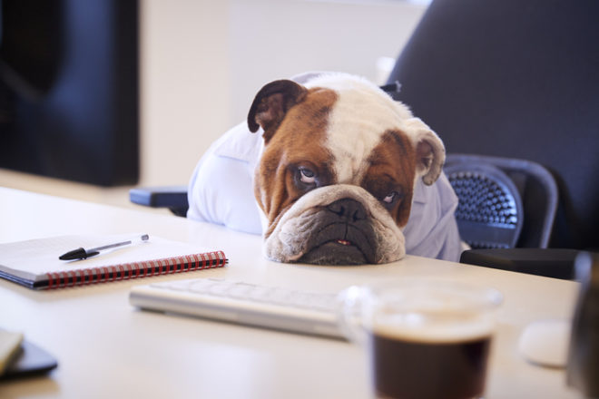 British Bulldog Dressed As Businessman Looking Sad At Desk
