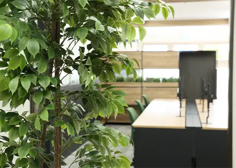 室内の観葉植物と自然光が差し込むオフィス